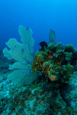 Vibrant Coral Reef Collection Dataset: Premium Underwater Imagery for AI